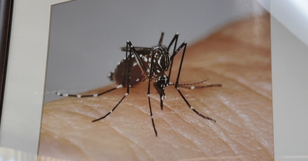 Dengue fever cases rise in Tampa Bay area as Pasco County ramps up mosquito control efforts