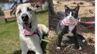 Pets of the Week (7/13/2026)