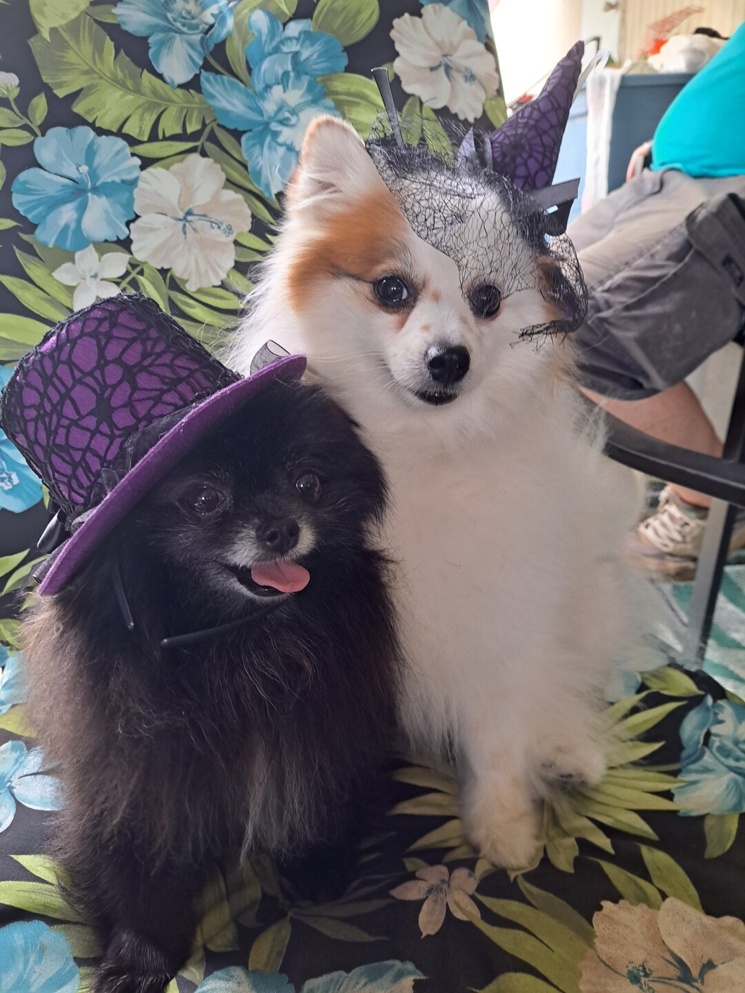 Dog walking forecast