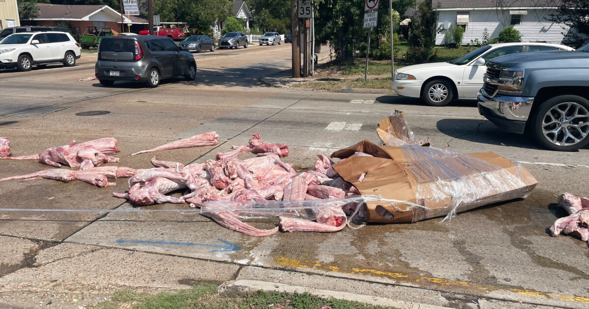 Alligator meat spills onto Evangeline Thruway - Vimarsana News