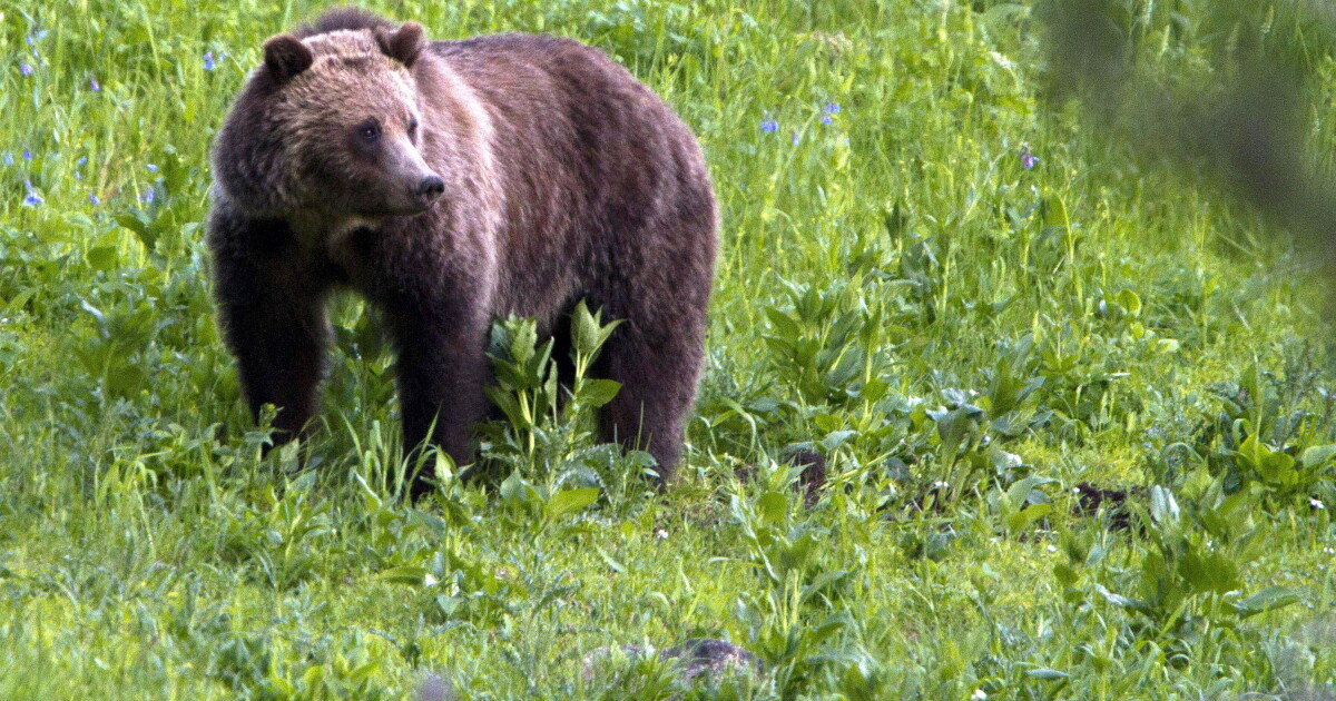 Woman found dead after suspected bear encounter near Yellowstone - Vimarsana News