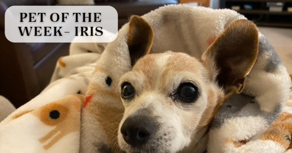 Pet of the Week "Iris" may be older but she still has a lot of spunk - Vimarsana News