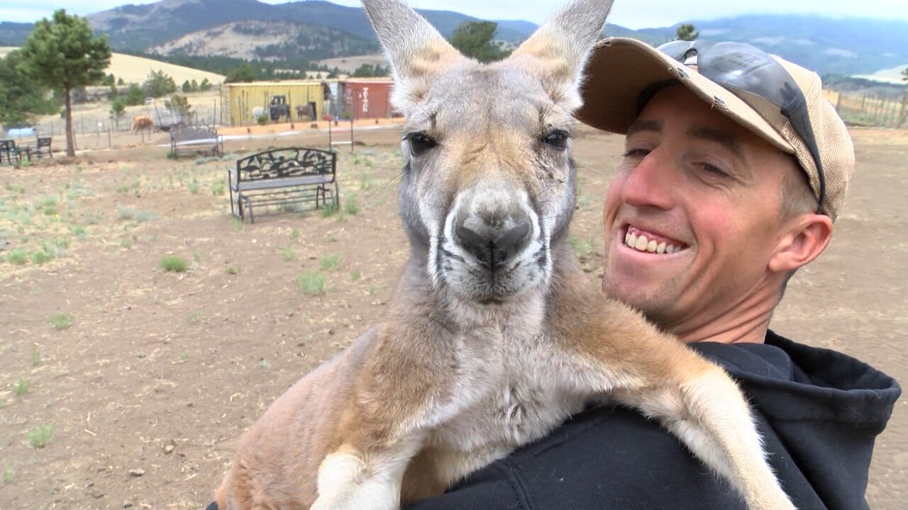 Petting Petting