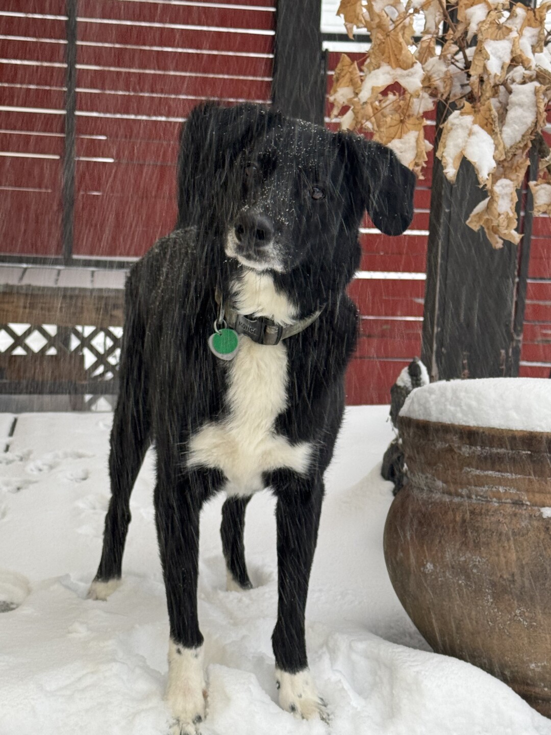 Dog walking forecast