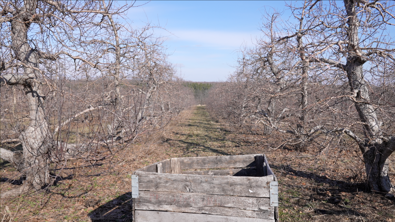 Row of apple trees at Phillip's Orchard
