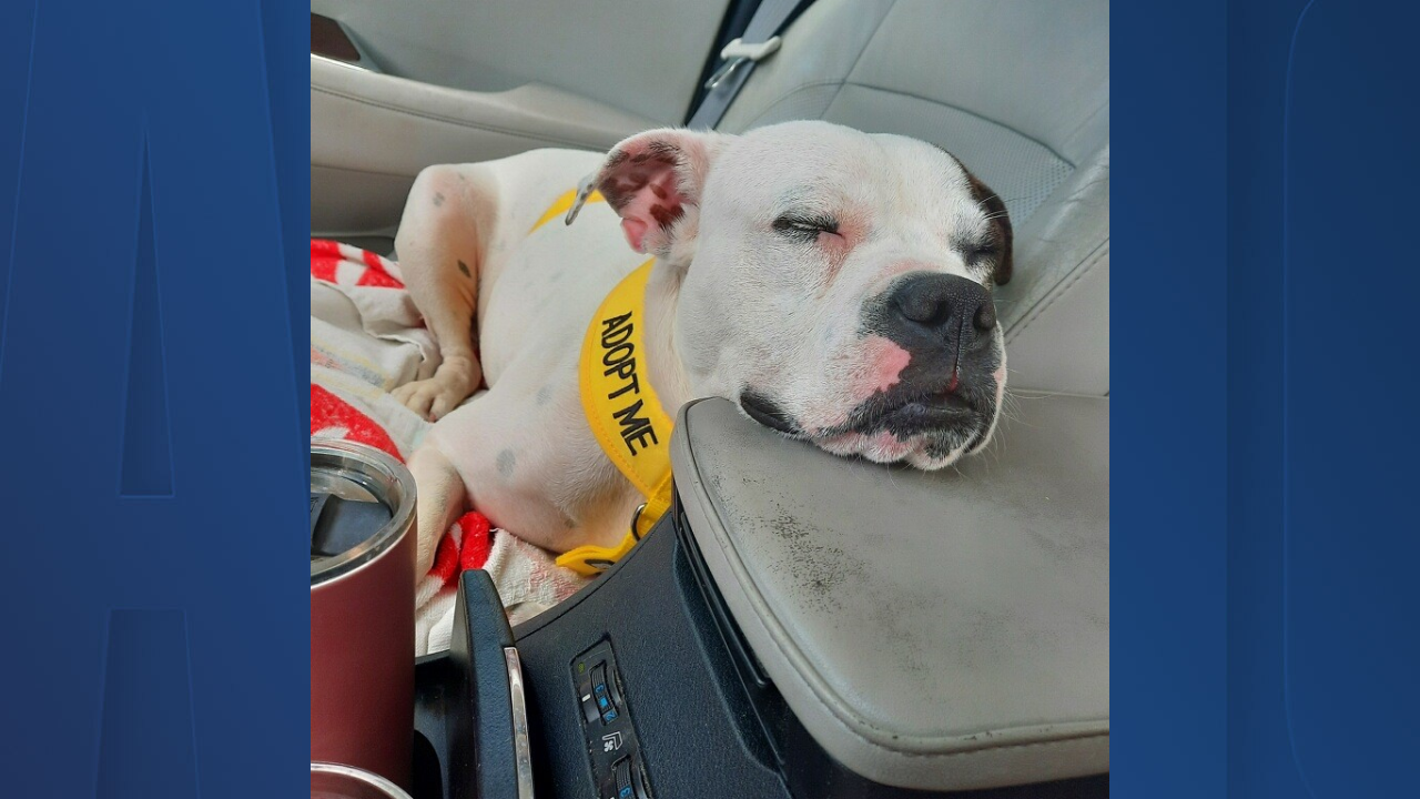 Rescues in Action -- Trixie