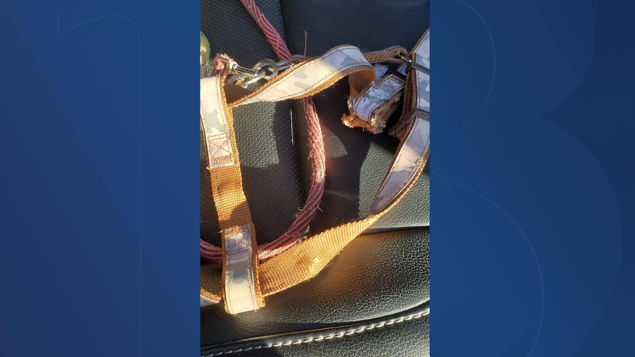 Pleasant Grove Dog Harness.png
