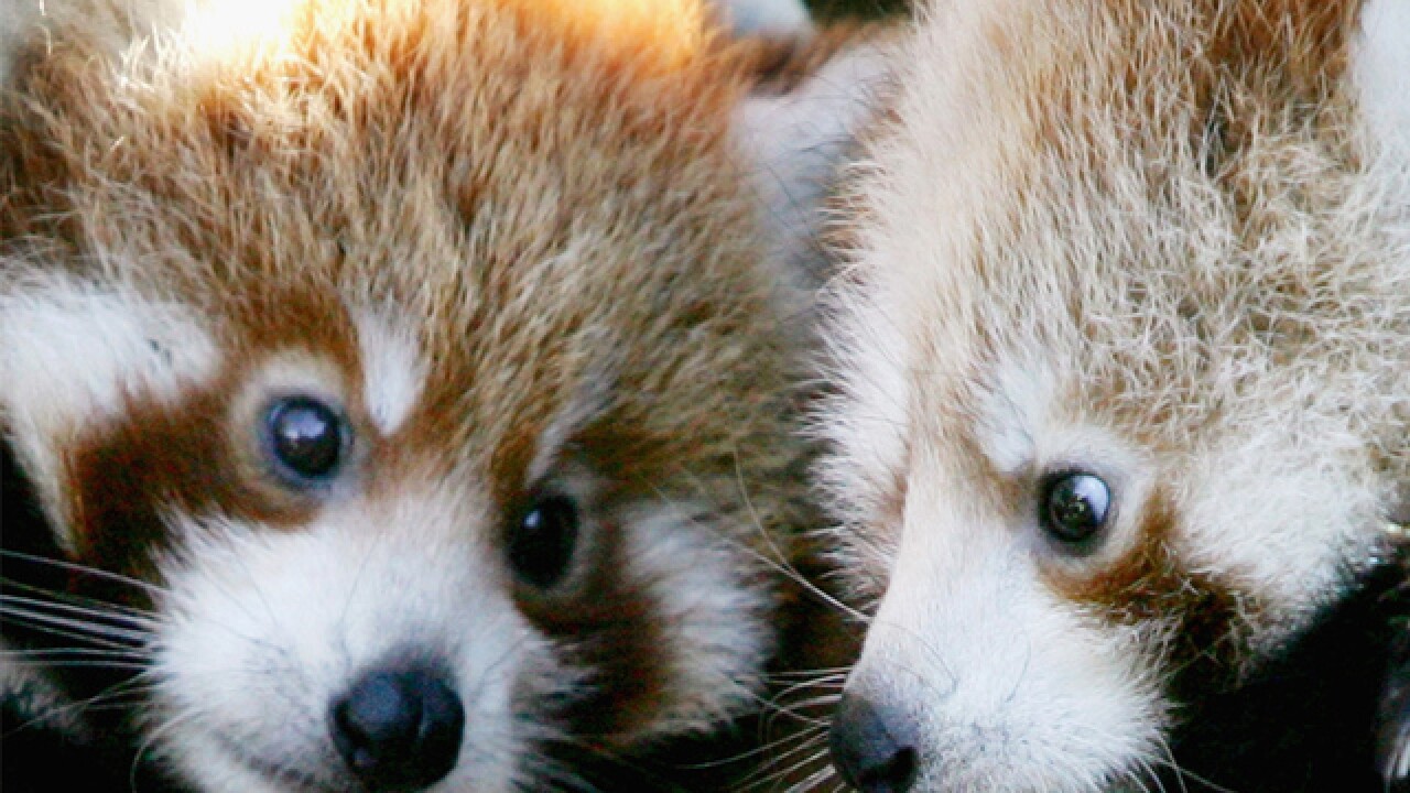 Download Red Panda Babies Make Debut At Philadelphia Zoo For Free Get Wallpaper Red Panda Babies Make Debut At Philadelphia Zoo For Android Free
