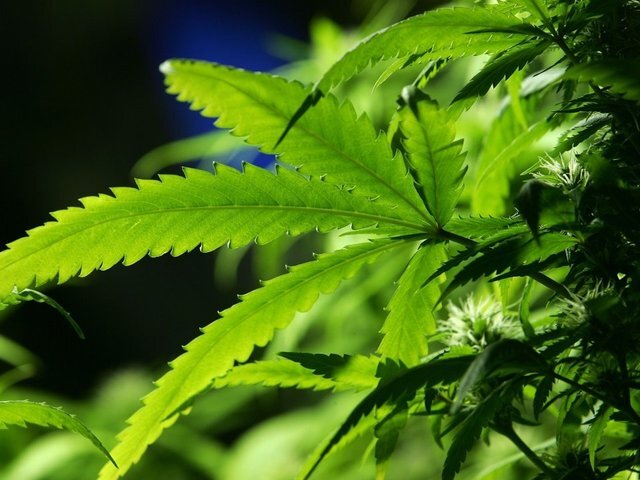 Marijuana