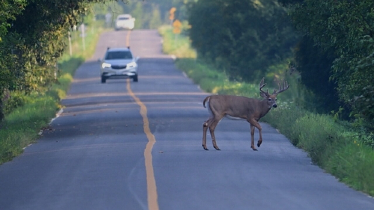 Deer Rise Deer collisions increase by 16% in the week following time change ...