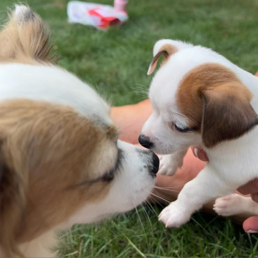 Harbor Humane - Jose Milo - w another dog.png