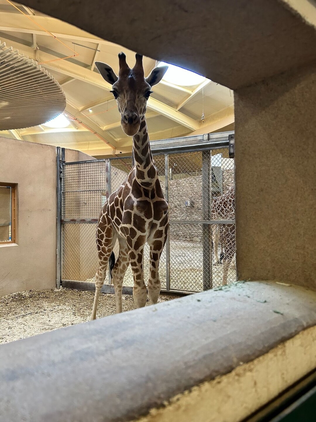 Big Mac at Maryland Zoo