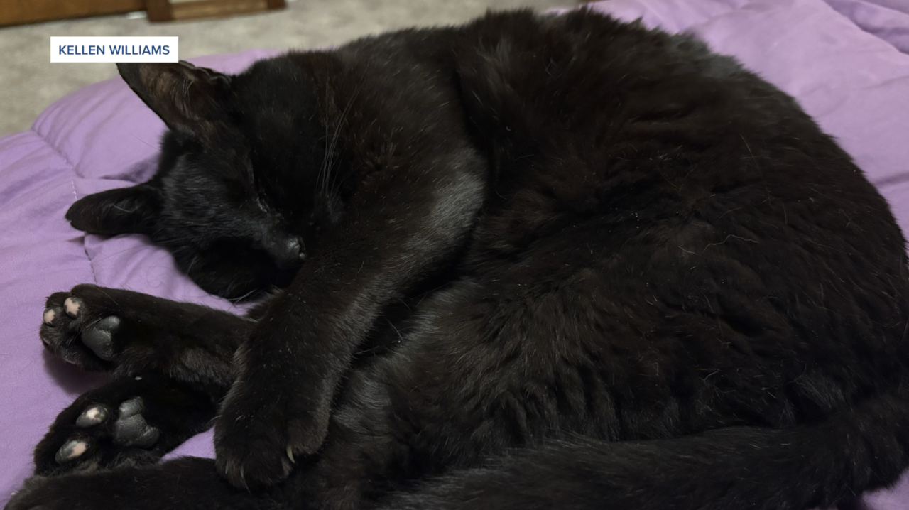 cat