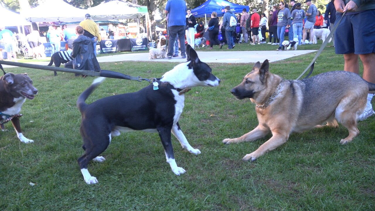 Dogs playing around in the park