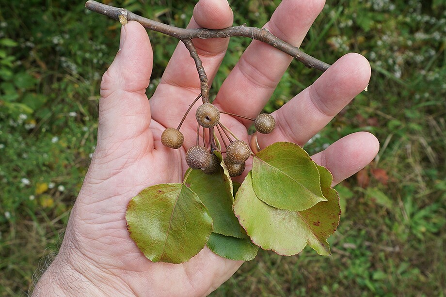 Callery Pear Fruit - Should Be Doing This - BOGGS.jpg