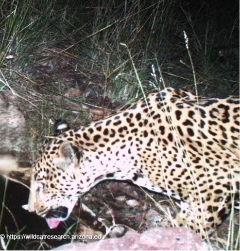 New jaguar found in Arizona 