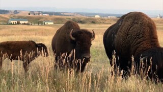 Bison