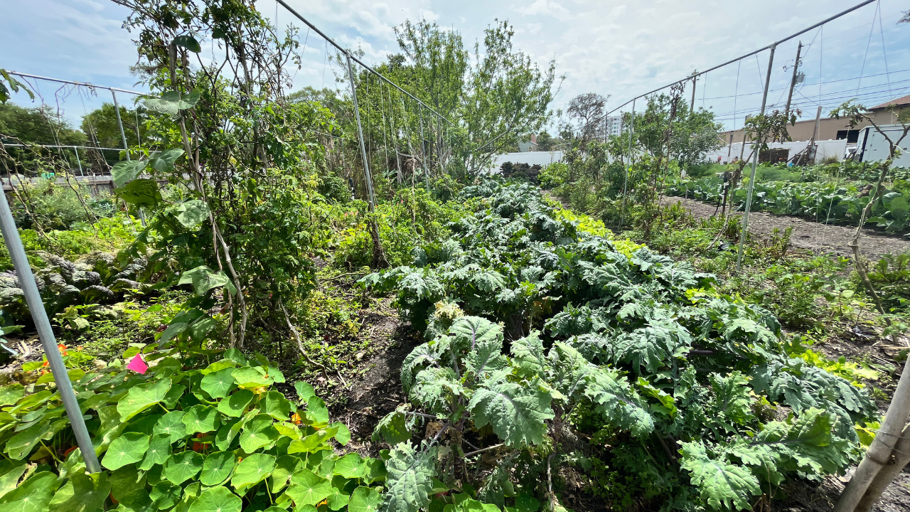 15TH STREET FARMS stassy olmos.png