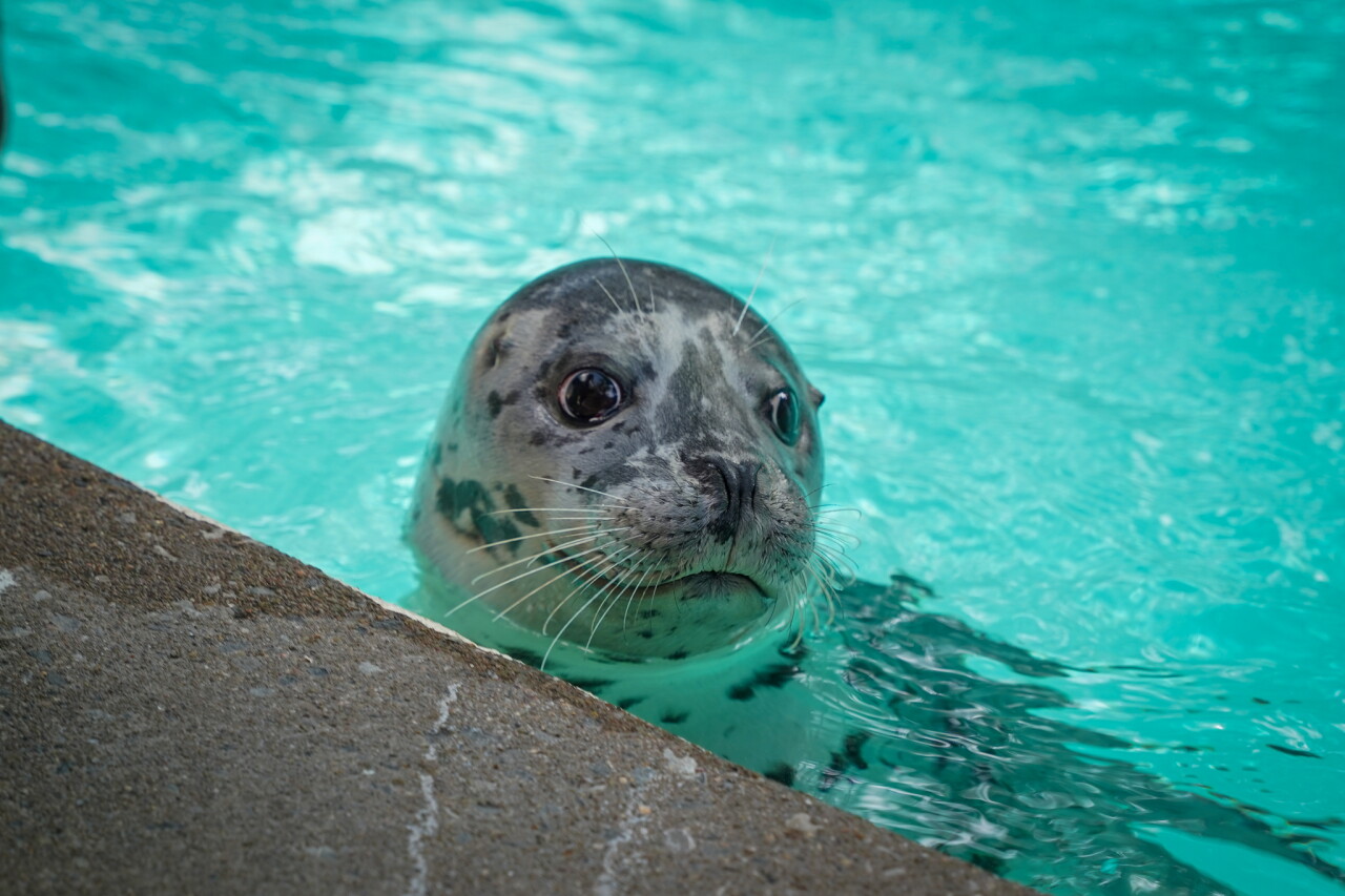 ANI_Harbor Seal_Papita_RH_08252026_EW-3.jpg