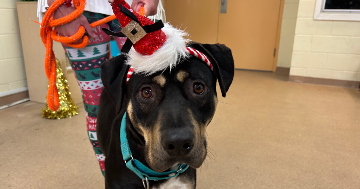 Christmas in July benefiting Humane Society of the Treasure Coast - Vimarsana News