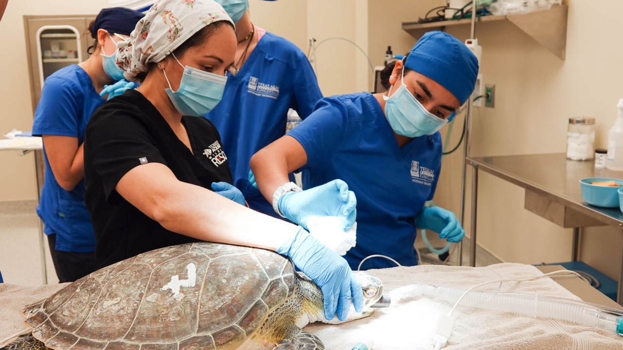 turtle surgery.png