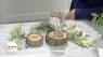 Learn More About Oak Trees