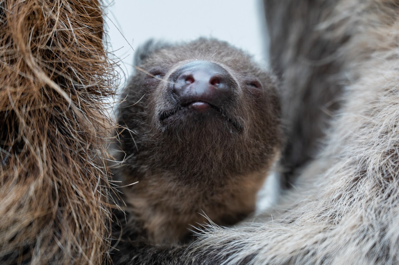 two-toed baby sloth born at denver zoo_feb 21 2023.jpg