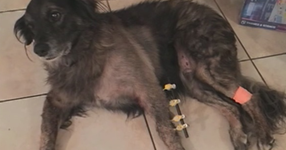 SUV stolen with dog inside