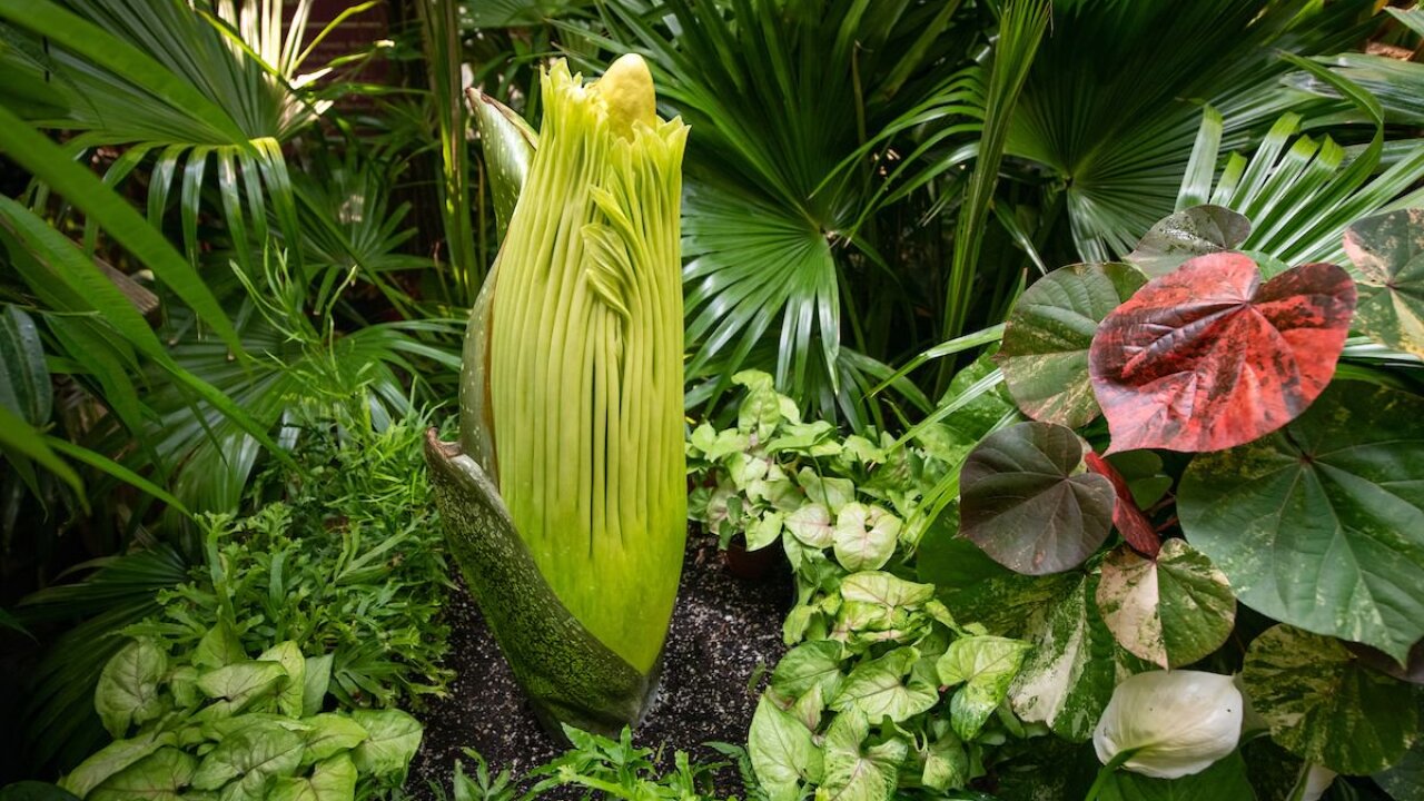 For the fourth time in 25 years corpse flower at Cleveland Zoo is