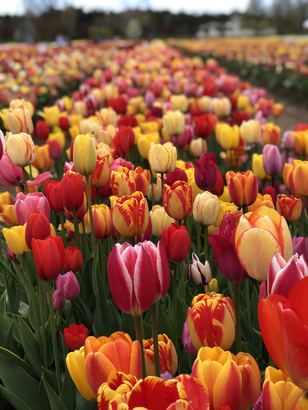 Holland Tulip Festival(2).jpg