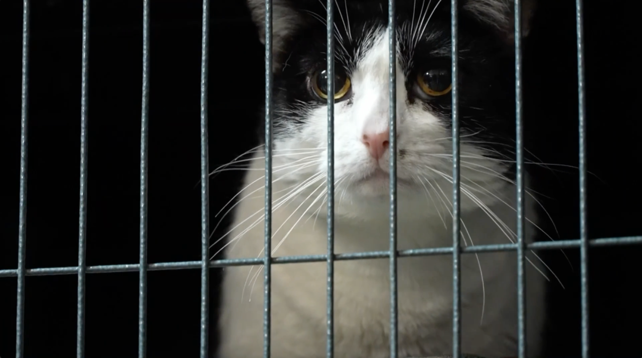 Help for Homeless Pets animal shelter