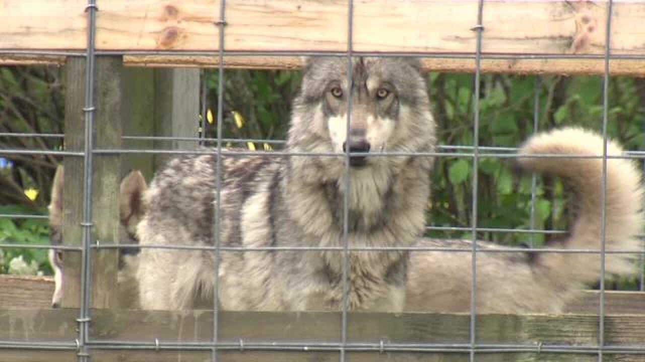 PHOTOS: Muncie man wants to keep wolf-dogs