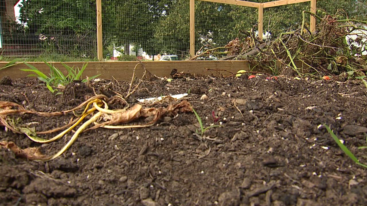Vandalized garden