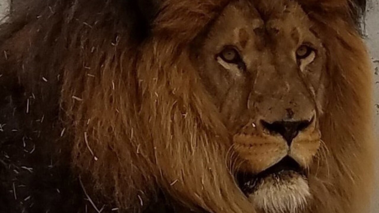 South Korea Zoo Lions That Killed Keeper Relocated To Colorado