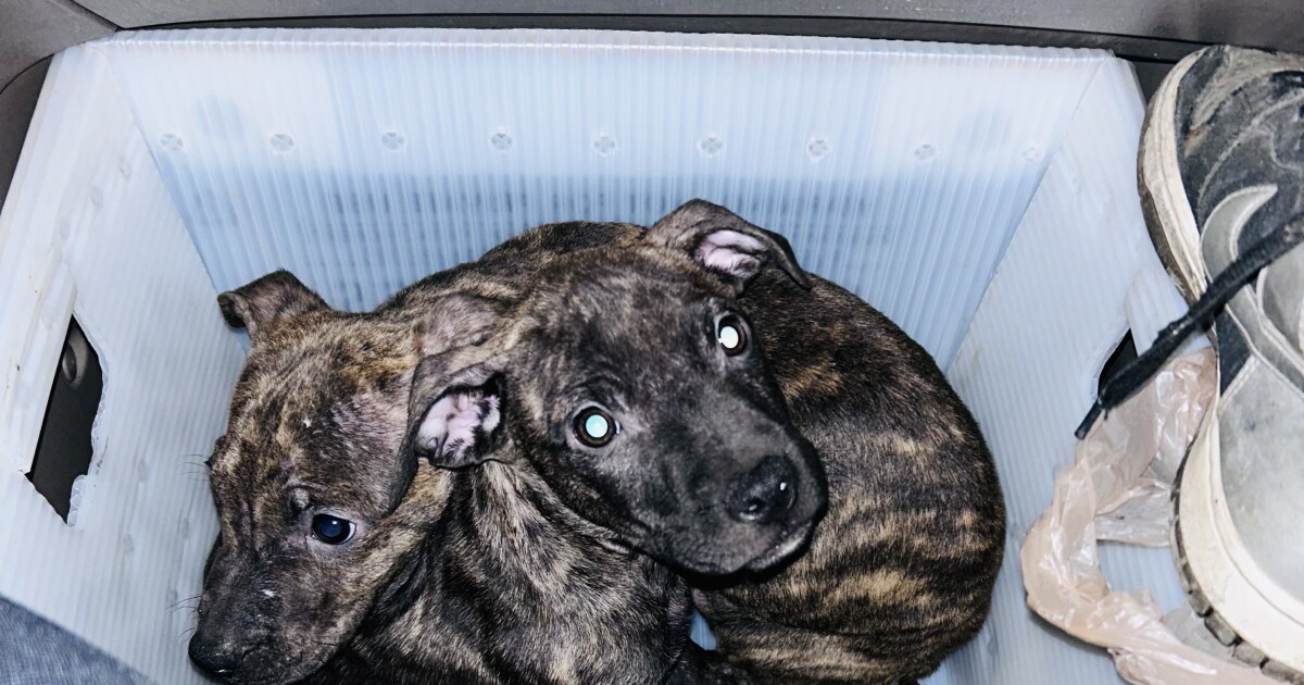 Two puppies left in Troy USPS collection box - Vimarsana News