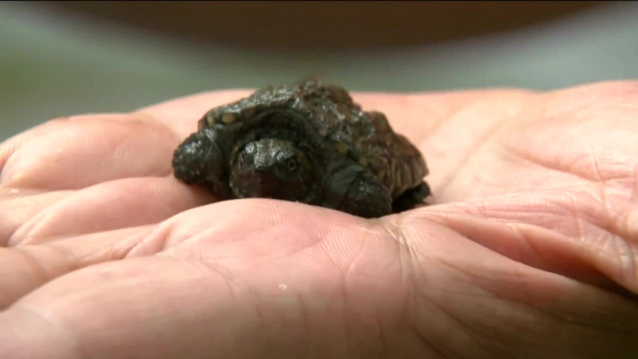 Poster image - 2021-05-13T184533.271.jpg