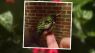 Hummingbird returns every year to see Georgia man who nursed him back to health