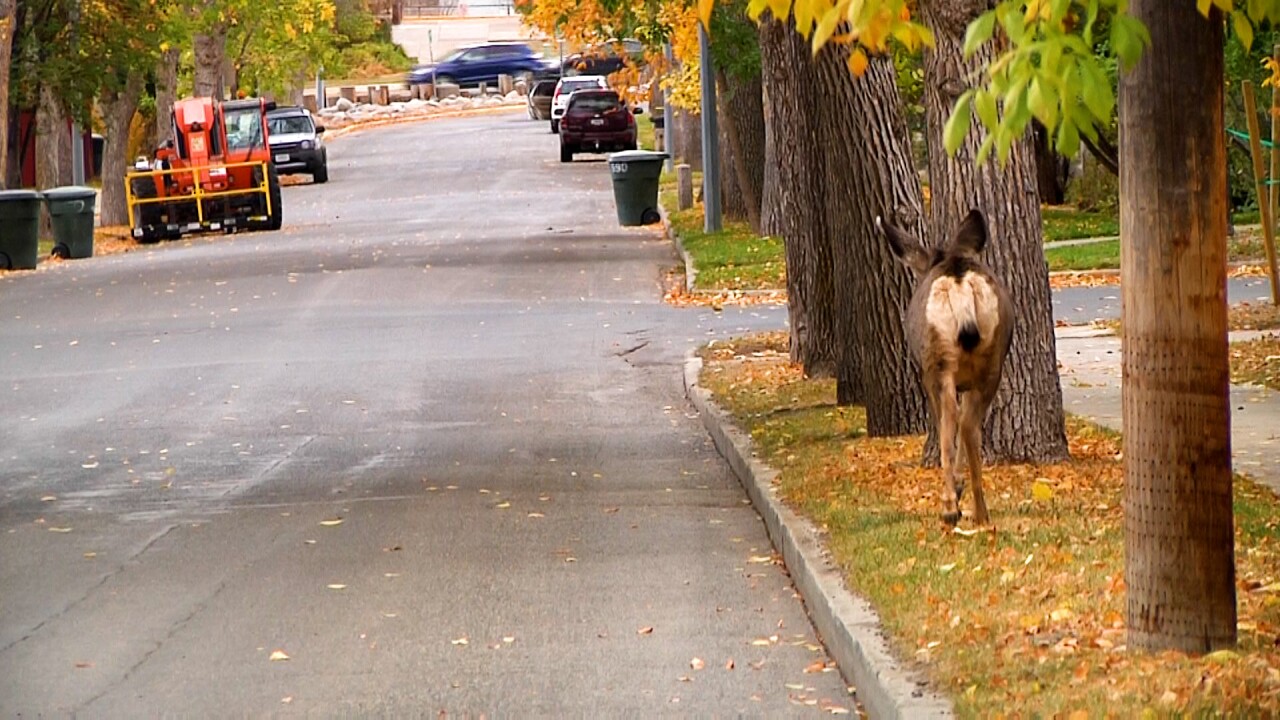 Urban Deer Survey