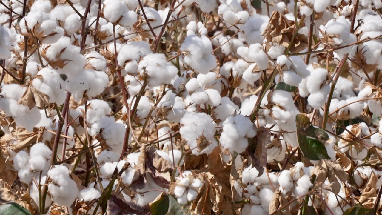 COTTON FARMING IMAGES - 3.jpeg