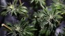 DEA: Pot still dangerous, expanding research