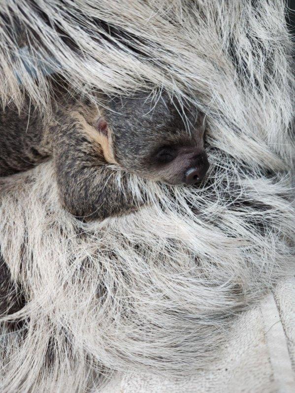 Baby sloth born at Denver Zoo