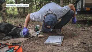 Montana Ag Network: barbed wire and black bears 