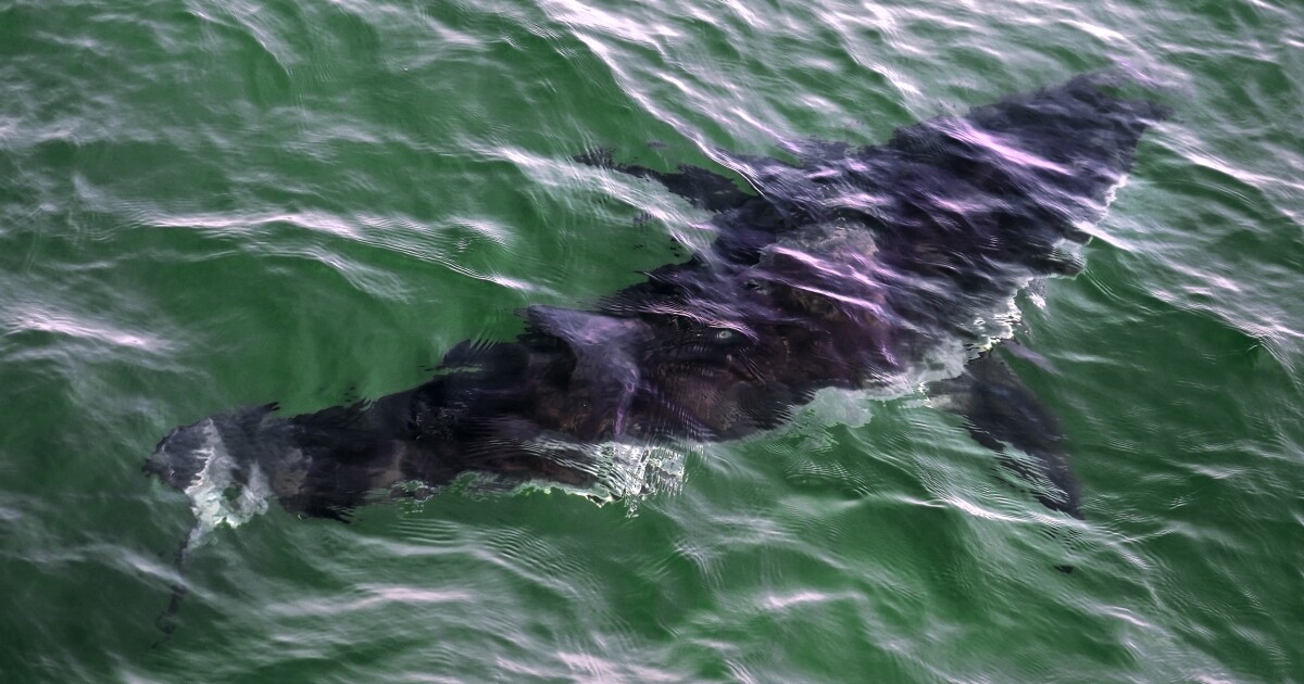 'I felt this pressure on my arm' Teen survives shark bite at Florida beach