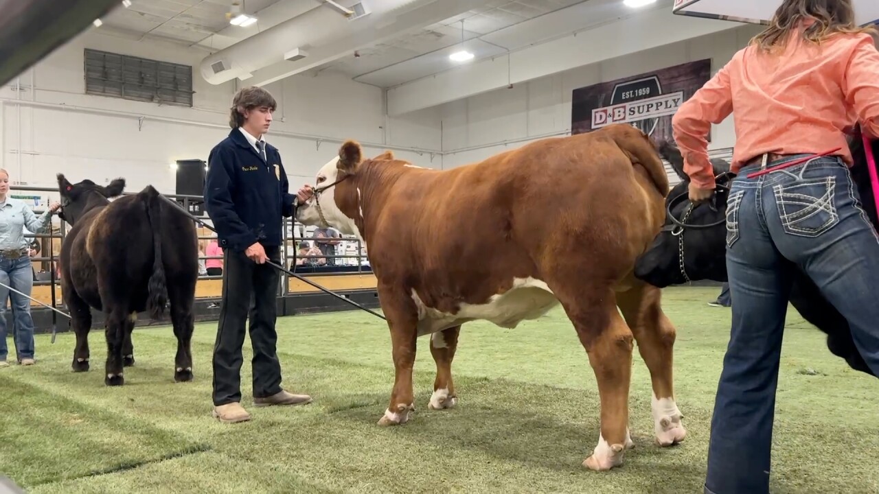 Livestock Exhibitors in show