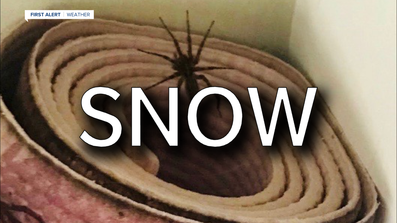 spider