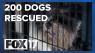 200 hundred dogs rescued from alleged puppy mill in North Carolina