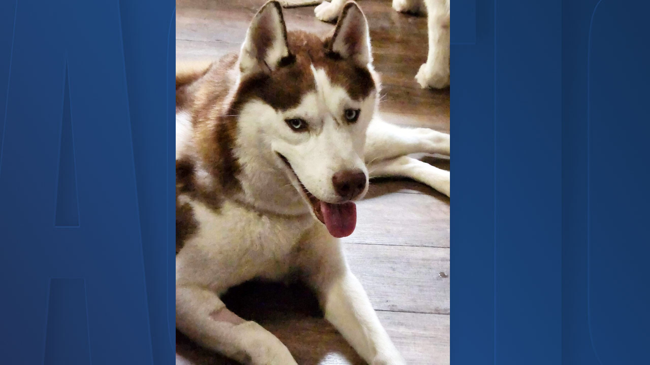 Rescues in Action: Titus