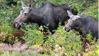 Cow moose and calf
