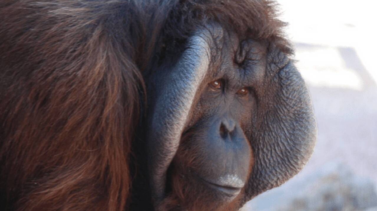 The Phoenix Zoo has a new resident: Wgasa