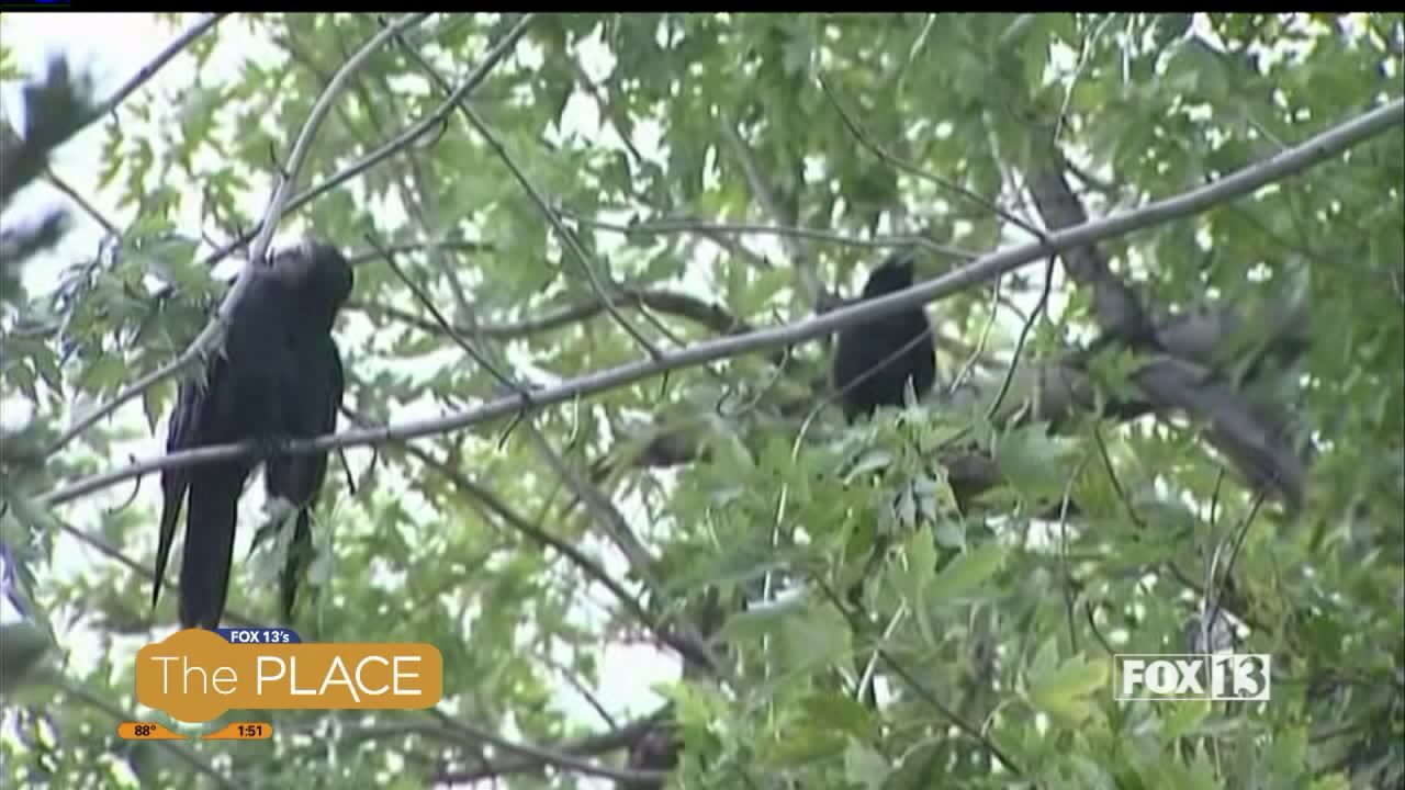 How to stop birds from hitting your windows